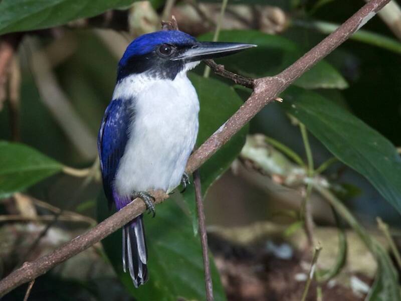 Ultramarine Kingfisher