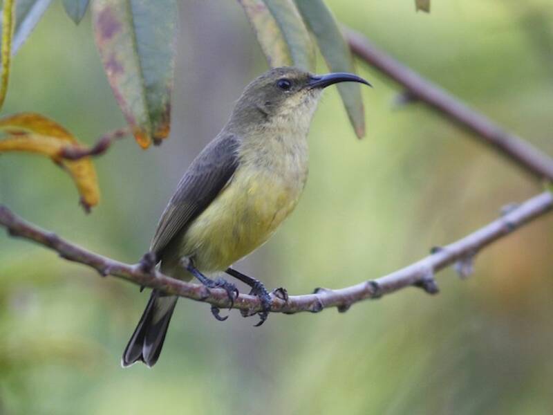 Variable Nektarvogel