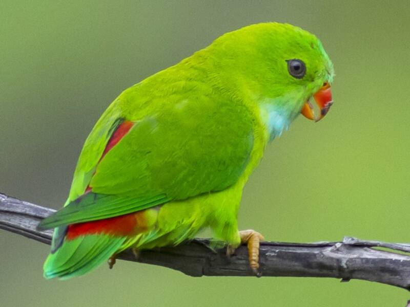 Lorito Colgante Vernal