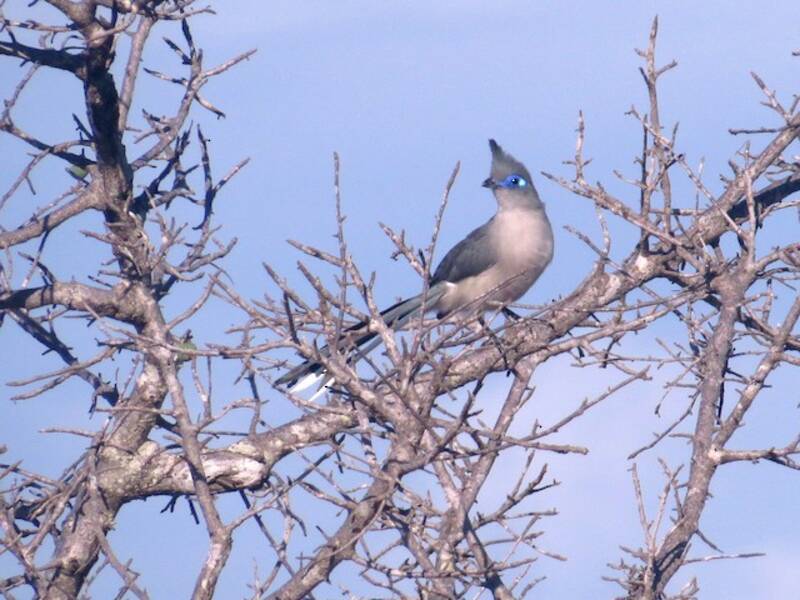 Verreaux's Coua
