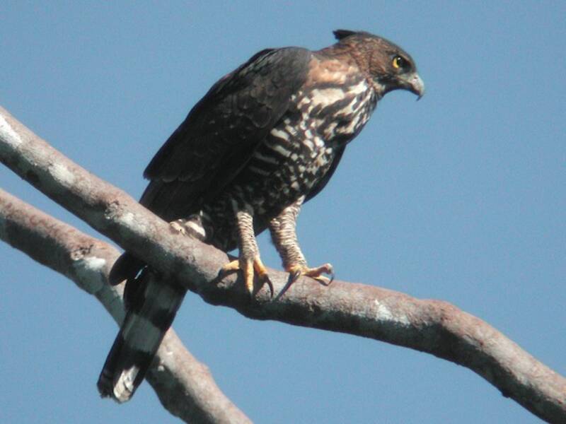 Wallace's Hawk-Eagle