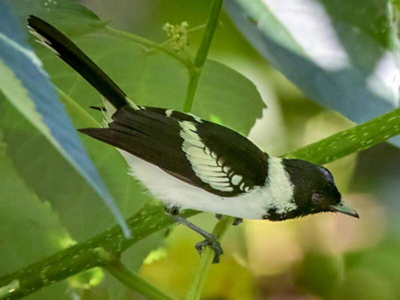 White-collared Monarch