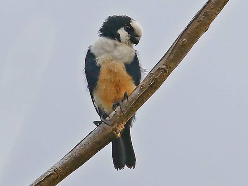 Falconetto frontebianca