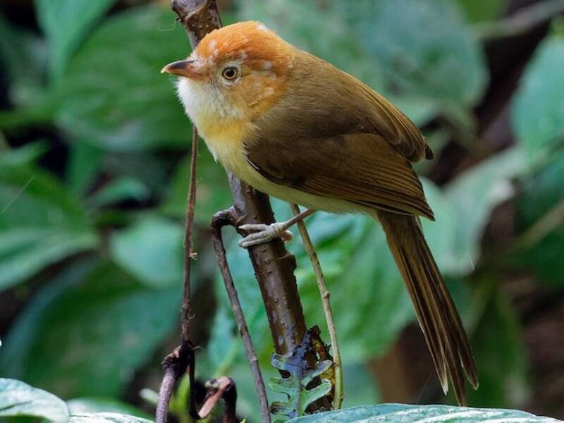 White-hooded Babbler