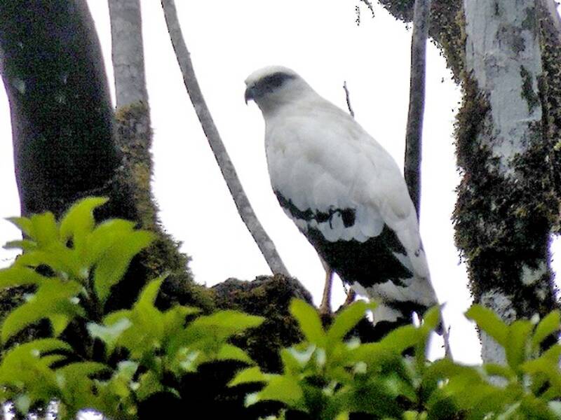 Weißer Bussard
