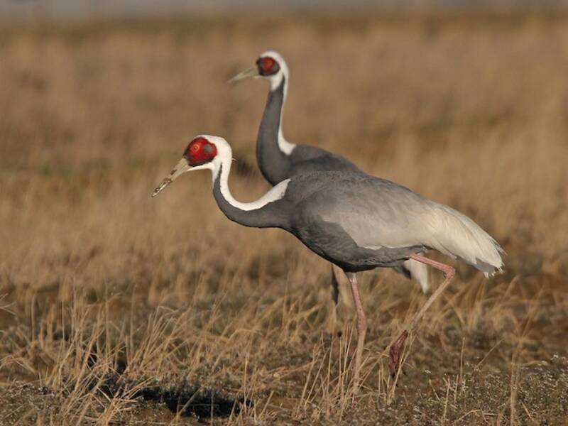 White-naped Crane