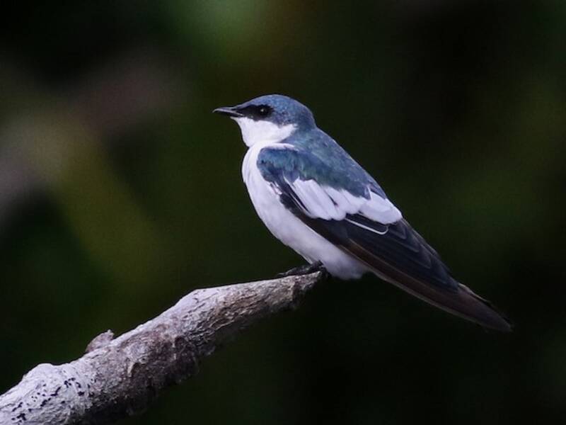 Hirondelle à ailes blanches