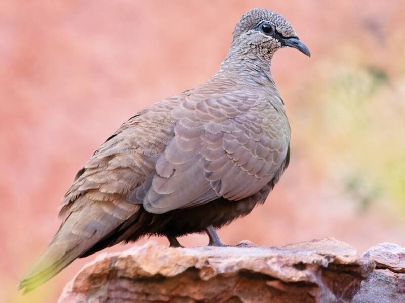 White-quilled Rock-Pigeon