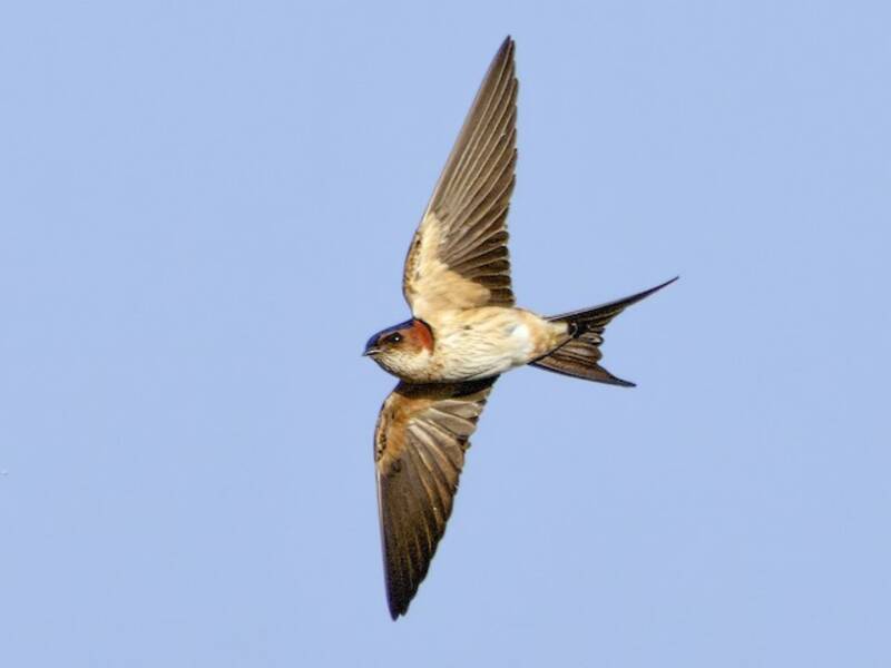 Eastern Red-rumped Swallow