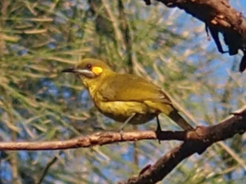 Yellow-eared Honeyeater