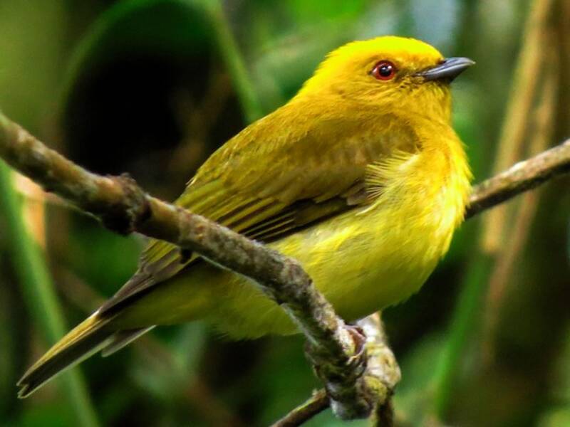Manakin à tête jaune