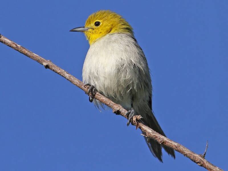 Yellow-headed Warbler