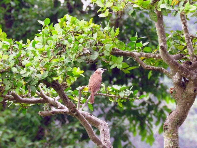 Yellow-vented Bulbul