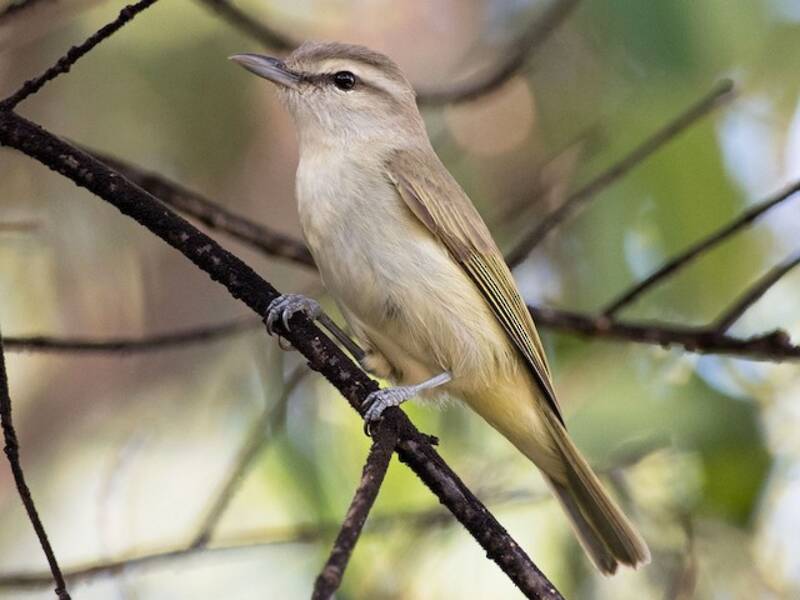 Yucatan Vireo