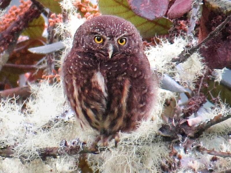 Yungas Pygmy-Owl