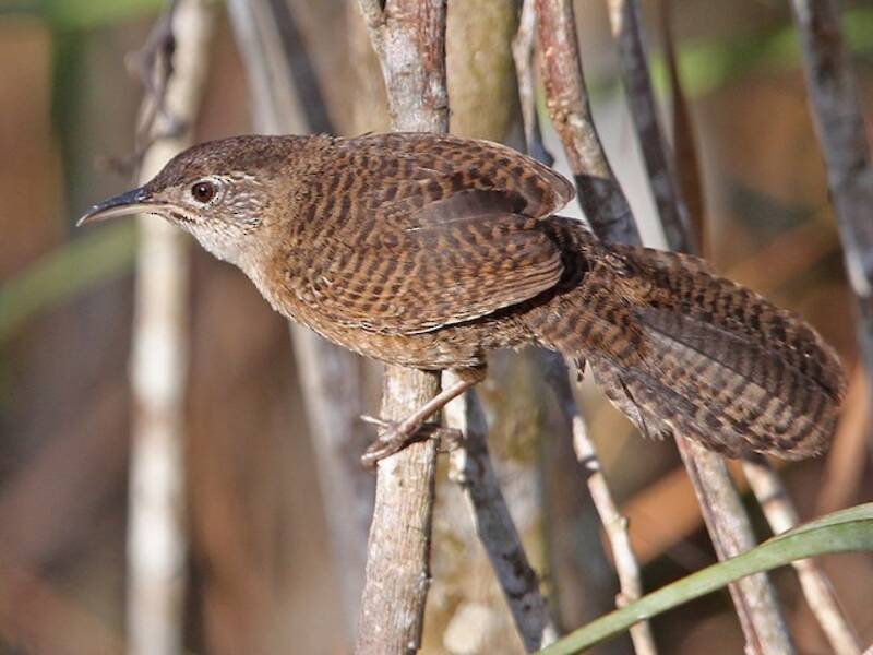Zapata Wren